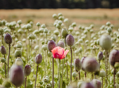 taliban heroin afghanistan