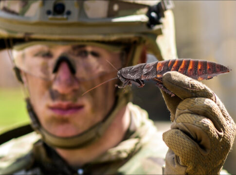 Joe Biden Cockroach Rescue