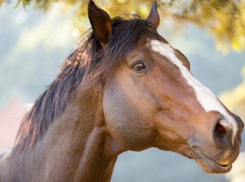 putin horse catherine the great