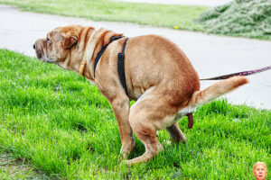 biden dog shit polls