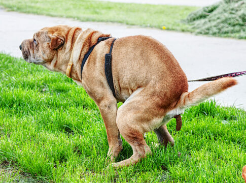 biden dog shit polls