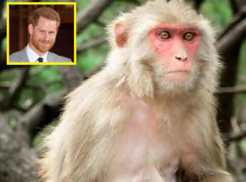 guenon-feeding-baby-monkey HARRY