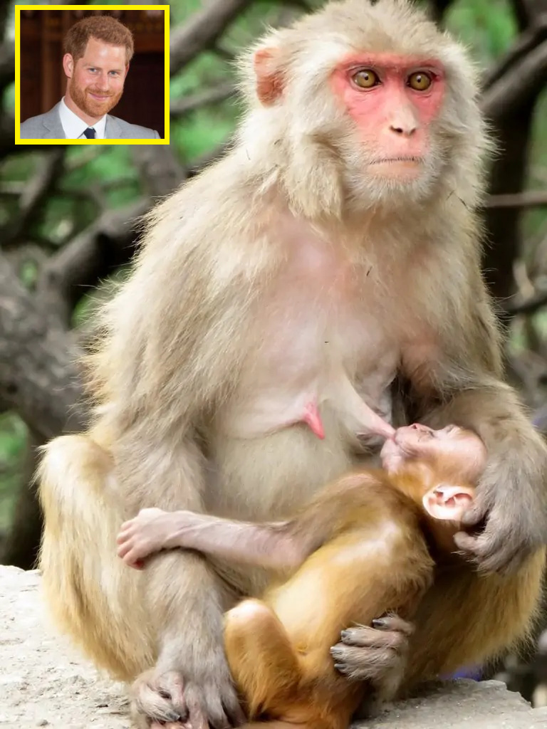 guenon-feeding-baby-monkey HARRY