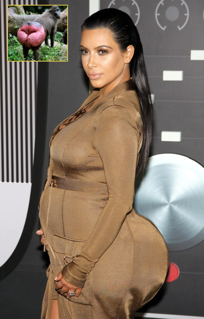 kardashian baboon buttocks