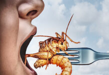 Eat Insects