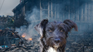 igor the stray russian referendum ukraine rebuilding ukraine