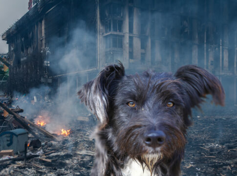 igor the stray russian referendum ukraine rebuilding ukraine