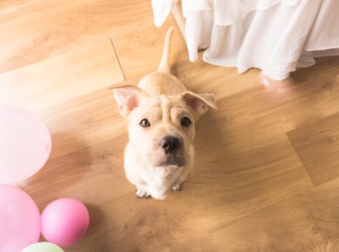 engineered wood flooring