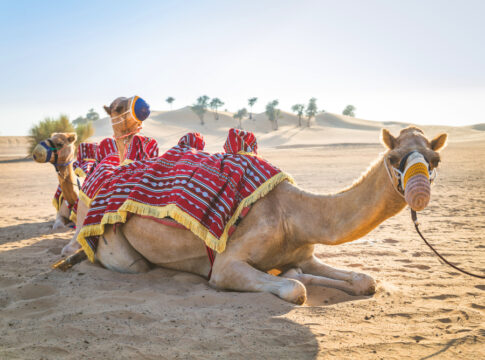 qatar camel desert