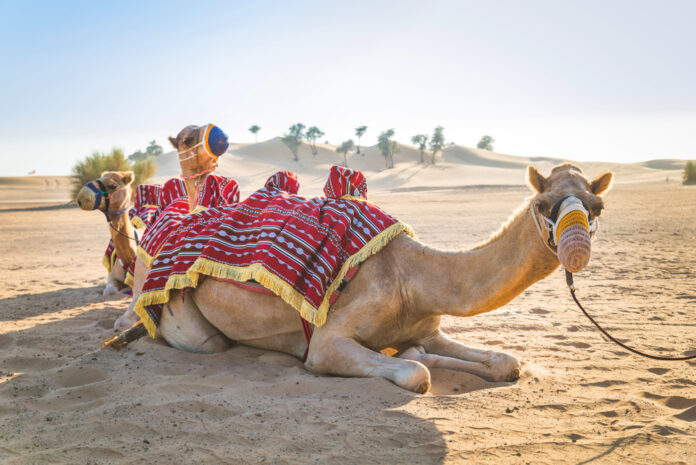 qatar camel desert