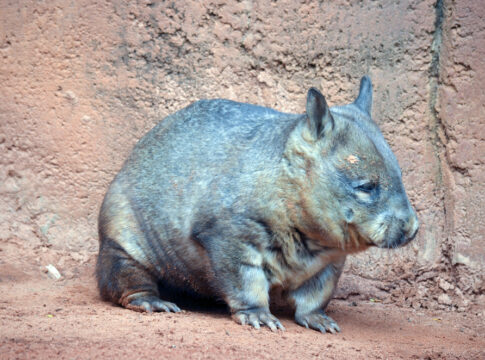 wombat australia