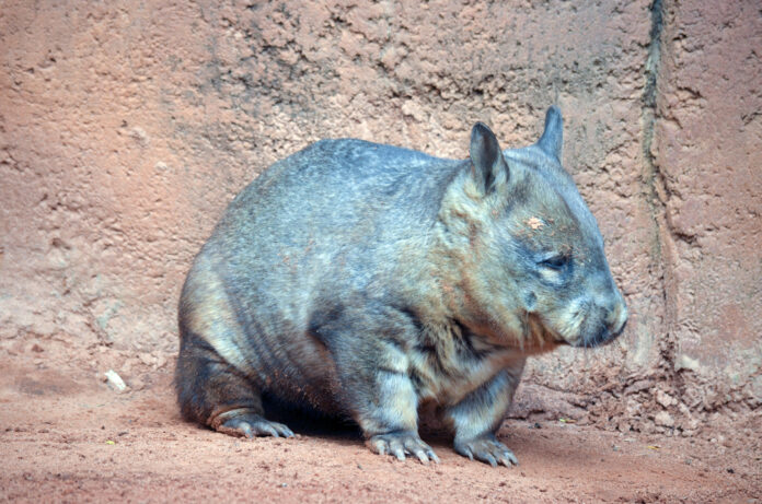 wombat australia