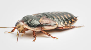 sadiq khan cockroach