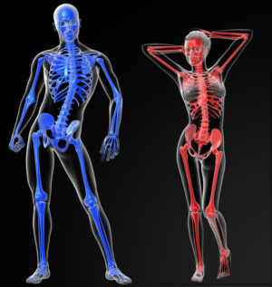 male female skeleton bone