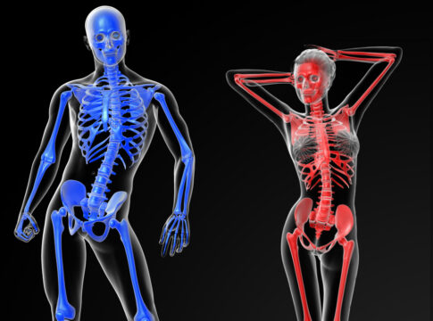 male female skeleton bone