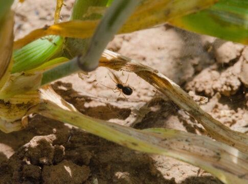 Money Spider - Jordan Cuff