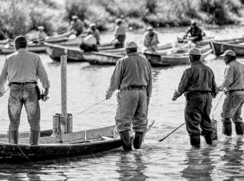 californian Smelt fish valuation