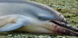 porp brexit betrayal