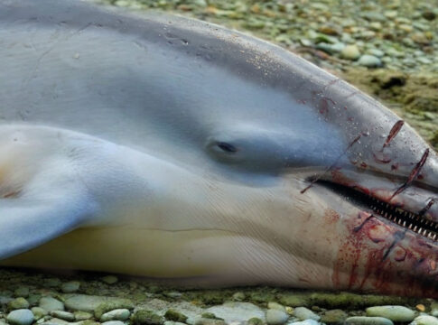 porp brexit betrayal