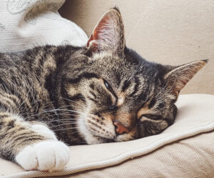 Beautiful female tabby cat at home