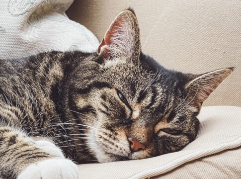 Beautiful female tabby cat at home