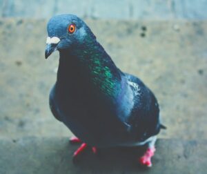 pexels-joshuaklr-757182 pigeons