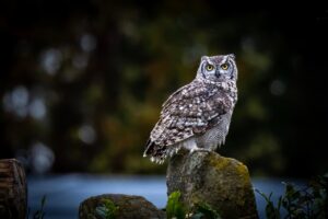 dinydekort-owl-9294302_1280